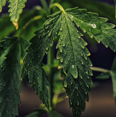 תמונה תדמית אילוסטרציה